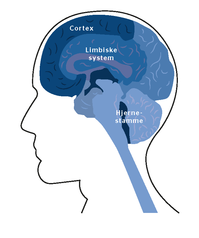 Figur 1 Hjernens sekvensielle oppbygging